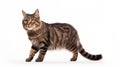 A cat on white background, they commonly referred to as the domestic cat or house cat