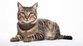 A cat on white background, they commonly referred to as the domestic cat or house cat