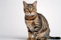 Cat on White Background Royalty Free Stock Photo