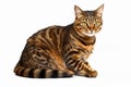 Cat on White Background Royalty Free Stock Photo