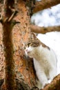 Cat White-Brown Color On Pine Tree Close-Up