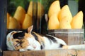 Cat in white, copper and black colors sleeping on the background of a basket of exotic fruits.