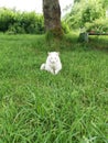 cat, white cat, grass, cat on the grass, white cat on green grass, sad cat Royalty Free Stock Photo