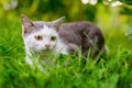 Cat with white and gray fur in the garden among the green grass Royalty Free Stock Photo
