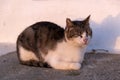 Cat white and grey relaxing outdoor, closed eyes, white wall background, Greek island Royalty Free Stock Photo