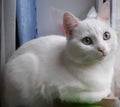 The cat, white, looks out of the window, beautiful, fluffy