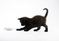 Cat & White mouse Royalty Free Stock Photo
