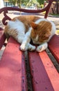 Cat sleeping on red bench with street background