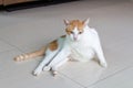 cat white orange sit cute pet feline domestic