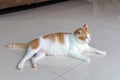 cat white orange sit cute pet feline domestic