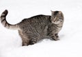 Cat on white snow Royalty Free Stock Photo