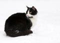 Cat on white snow Royalty Free Stock Photo