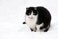 Cat on white snow Royalty Free Stock Photo