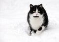 Cat on white snow Royalty Free Stock Photo