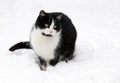 Cat on white snow Royalty Free Stock Photo