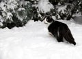 Cat on white snow Royalty Free Stock Photo