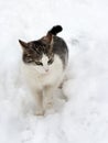 Cat on white snow Royalty Free Stock Photo