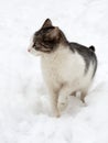 Cat on white snow Royalty Free Stock Photo