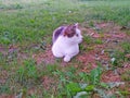 Cat white tabby lies and repose on the grass in the shade