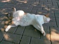 Cat white tabby lies and resting on the pavement in the shade of trees