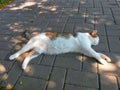 Cat white tabby lies and sleeping on the pavement in the shade of trees