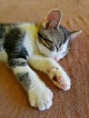 Cat white-tabby sleeping on brown terry cloth, shown front of the body