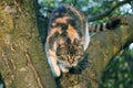 A cat who jumping from the tree. She is so playfull kitten