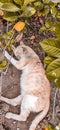 Cat Afternoon Nap Royalty Free Stock Photo