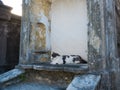 A cat who stands guard in the St. Louis Cemetery  1 in New Orleans, Louisiana, United States Royalty Free Stock Photo