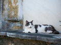 A cat who stands guard in the St. Louis Cemetery  1 in New Orleans, Louisiana, United States Royalty Free Stock Photo