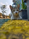 a cat who is waiting for his owner to come home