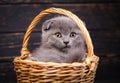 Cat in a wicker basket on a black background Royalty Free Stock Photo