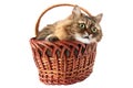 Cat in a wicker basket Royalty Free Stock Photo