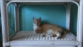 A cat on a wicker trolley