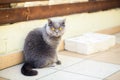 Cat with wide opened orange eyes Royalty Free Stock Photo