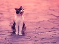 Cat widely yawns in the summer yard Royalty Free Stock Photo