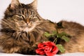 Cat wiiyh valentine rose