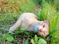 Cat wild cute grass pets