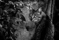 Cat, wildcat,Feline, mammal, Monochrome, BlackandWhite, leafs