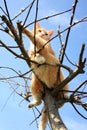 Cat on willow