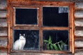 Cat in window Royalty Free Stock Photo