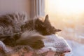 Cat in the window basking in the sun Royalty Free Stock Photo