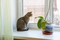 Cat on the window. A beautiful, striped, brown cat looks out the window at the street Royalty Free Stock Photo