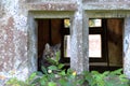 Cat In The Window - Bishop`s Palace, Wells, Somerset, UK Royalty Free Stock Photo