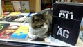 Cat in window of bookstore Royalty Free Stock Photo
