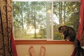 Cat in a window cell Royalty Free Stock Photo