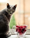 Cat in WIndow with Cherries Royalty Free Stock Photo