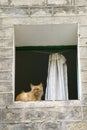 Cat in window of Gothic quarter of Barcelona, Spain Royalty Free Stock Photo