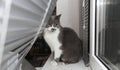 The cat on the window is hiding in the blinds. Cat in conclusion looks at his own life Royalty Free Stock Photo