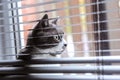The cat on the window is hiding in the blinds. Cat in conclusion looks at his own life Royalty Free Stock Photo